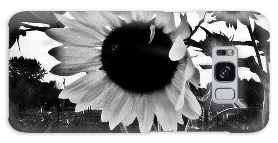 Flowers Galaxy Case featuring the photograph Glowing Sunflower by Stefanie Roberts