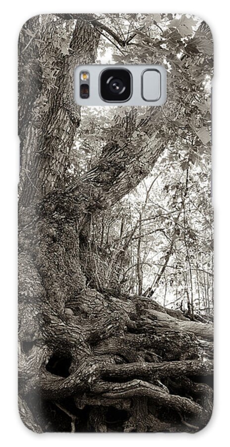 Tree Galaxy Case featuring the photograph Gnarled Tree by Mary Lee Dereske