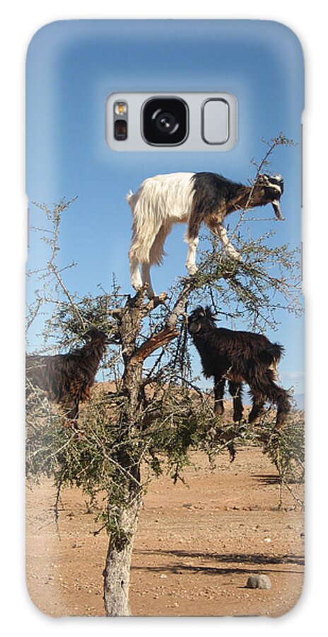 Goats Argan Tree Argania Spinosa Morocco Eating Fruit Desert Funny Fun Odd Unusual Balancing Animal Country Countryside Eat Feeding Goat Moroccan Natural Nature Rural Stand Tree Unusual Wild Wildlife Black White Blue Sky Landscape Africa Amusing Galaxy S8 Case featuring the photograph Goats in a tree by Steve Ball