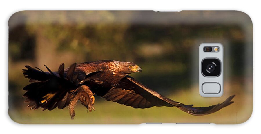 Golden Eagle Galaxy S8 Case featuring the photograph Golden Eagle on the Hunt by Beth Sargent