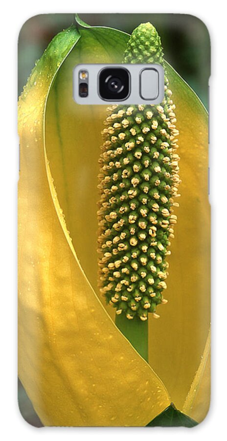 Flowers Galaxy S8 Case featuring the photograph Golden Glow by Ginny Barklow