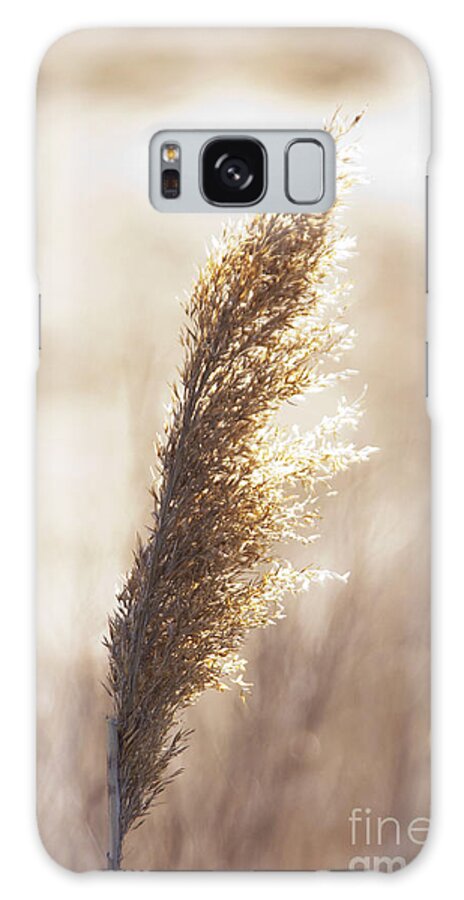 Gold Galaxy Case featuring the photograph Golden Light by Scott Evers