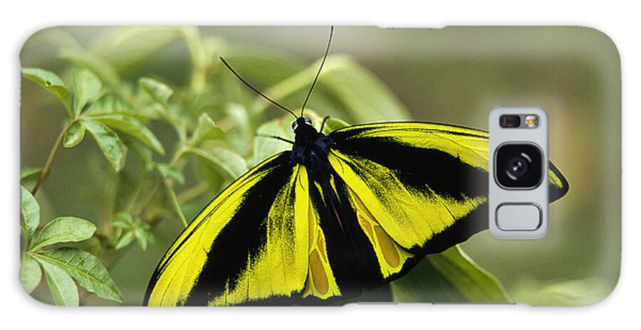 Feb0514 Galaxy S8 Case featuring the photograph Goliath Birdwing Butterfly Irian Jaya by Konrad Wothe