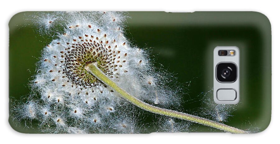 Gone To Seed Galaxy Case featuring the photograph Gone to Seed by Carolyn Derstine