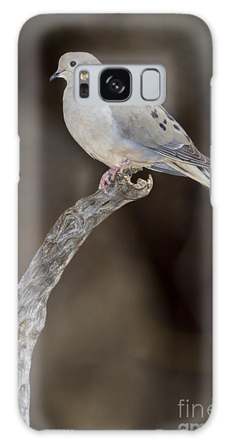 Dove Galaxy Case featuring the photograph Good Mourning by Bryan Keil