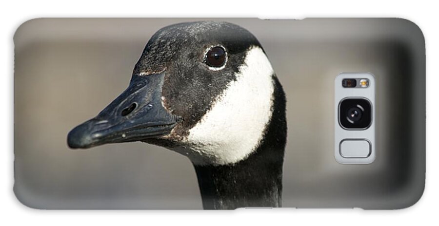 Canada Goose Galaxy Case featuring the photograph Goose Portrait by Allan Morrison