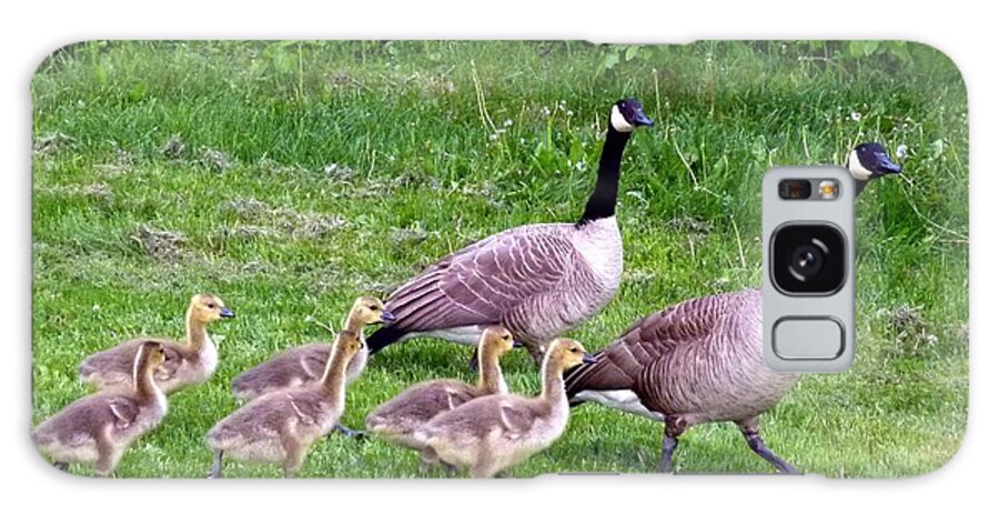 Canada Geese Galaxy Case featuring the photograph Goose Step by Will Borden