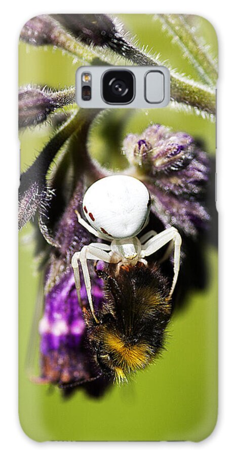 Insects Image Print Galaxy Case featuring the photograph Gotcha by David Davies