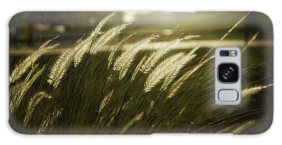 Grass Galaxy Case featuring the photograph Grass In Golden Light by Michele D. Lee Photography