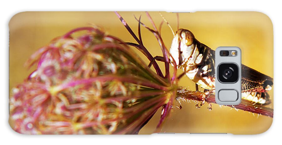 Nature Galaxy Case featuring the photograph Grasshopper by Belinda Greb