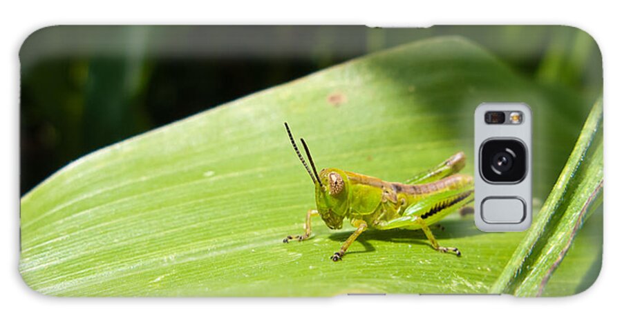 Antenna Galaxy Case featuring the photograph Grasshopper on Corn Leaf  by Lars Lentz