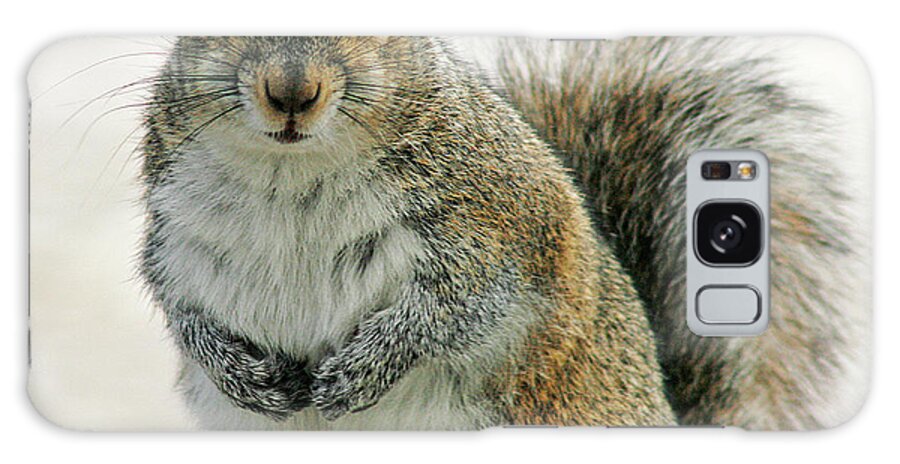 Nature Galaxy Case featuring the photograph Gray Squirrel by Cindi Ressler