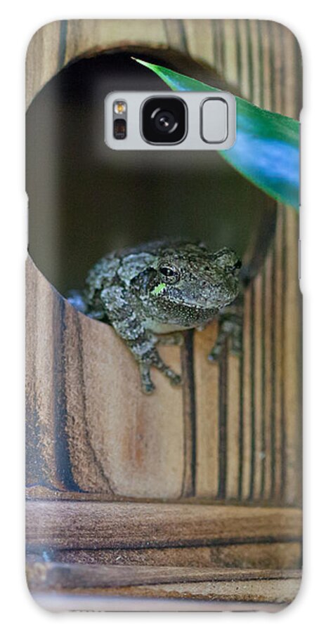 Cope's Gray Tree Frog Galaxy Case featuring the photograph Gray Tree Frog by Melinda Fawver