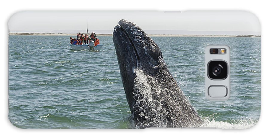 531657 Galaxy Case featuring the photograph Gray Whale Calf Breaching San Ignacio by Suzi Eszterhas