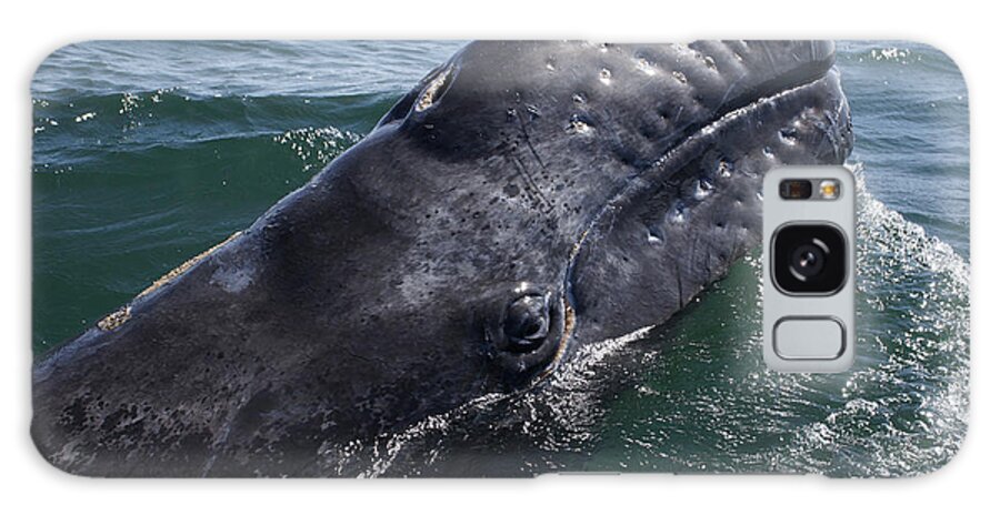 Feb0514 Galaxy Case featuring the photograph Gray Whale Calf San Ignacio Lagoon by Hiroya Minakuchi