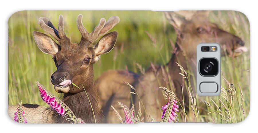 Elk Galaxy Case featuring the photograph Grazing at Dusk by Todd Kreuter