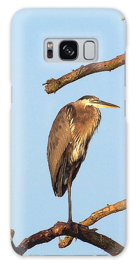 Great Blue Heron Galaxy Case featuring the photograph Great Blue Heron 027 by Christopher Mercer