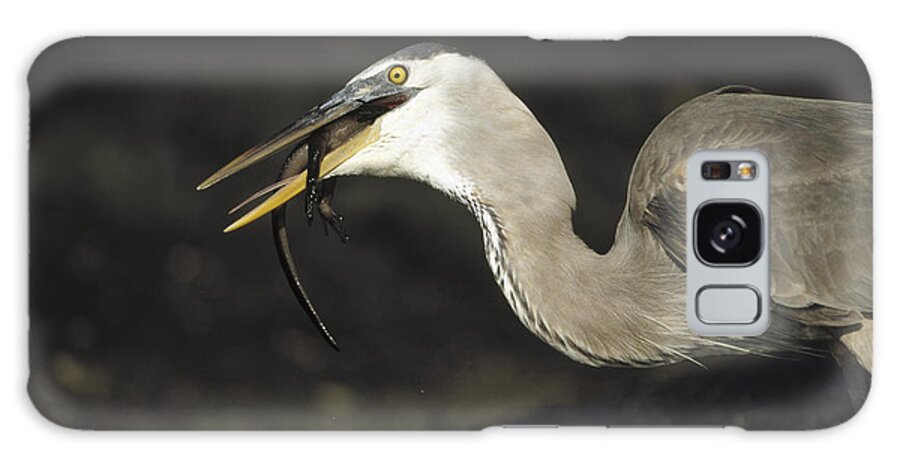 Feb0514 Galaxy Case featuring the photograph Great Blue Heron Eating Marine Iguana by Tui De Roy