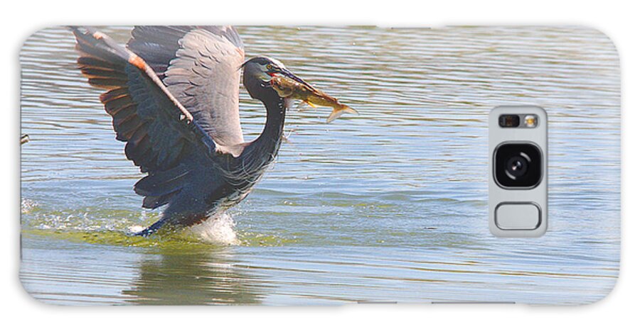 Roy Williams Galaxy S8 Case featuring the photograph Great Blue Heron Great Catch by Roy Williams
