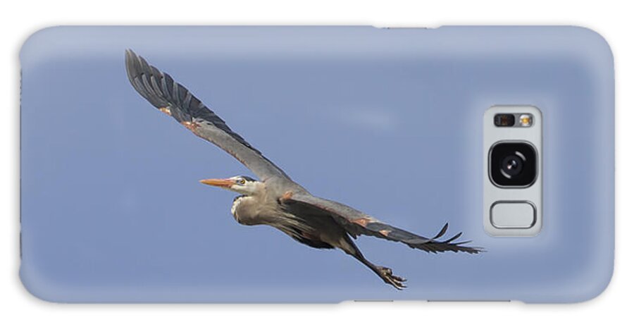 Great Blue Heron Galaxy Case featuring the photograph Great Blue Heron in Flight-2 by Thomas Young