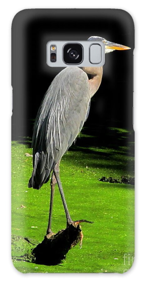 Great Blue Heron Photographs Wading Birds Of America Wetland Wildlife Images Wetland Birds Blue Heron Images Water Birds American Wetland Biodiversity Conservation Natural Science Educational Resources Galaxy Case featuring the photograph Great Blue Heron by Joshua Bales