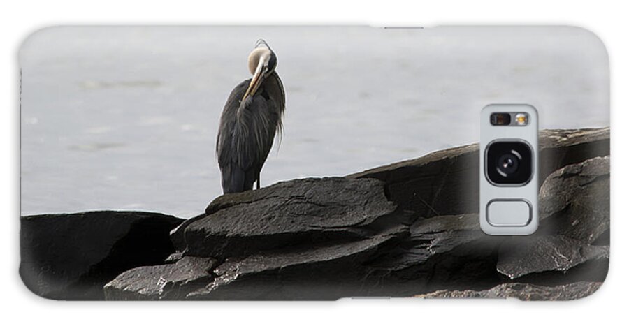 Great Blue Heron Galaxy Case featuring the photograph Great Blue Heron Preening by Rebecca Sherman