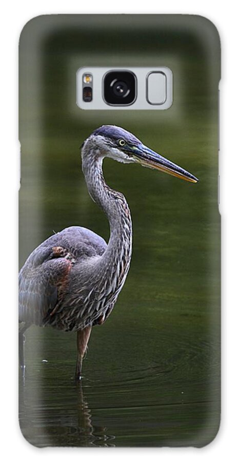 Great Blue Heron Galaxy Case featuring the photograph Great Blue Stalking by Mike Farslow
