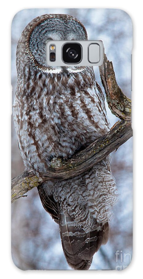 Owls Galaxy Case featuring the photograph Great Gray on Guard by Cheryl Baxter