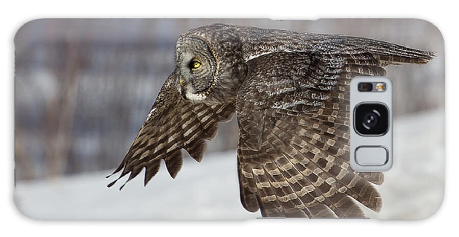 Animal Galaxy Case featuring the photograph Great Grey Owl in Flight by Jakub Sisak