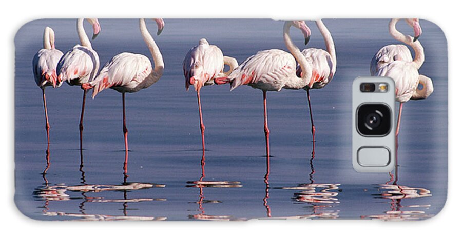 00511137 Galaxy Case featuring the photograph Greater Flamingo Group by Michael and Patricia Fogden