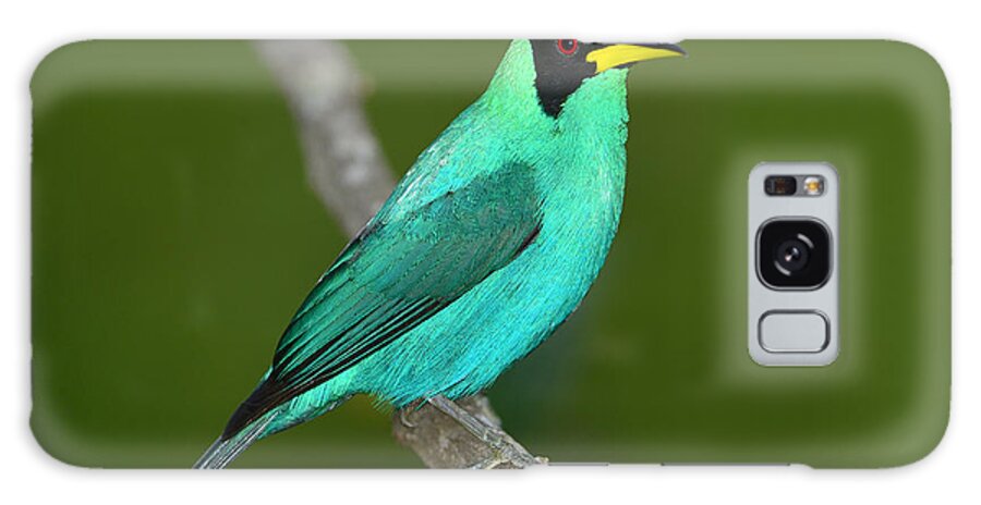 Green Honeycreeper Galaxy Case featuring the photograph Green Honeycreeper by Tony Beck