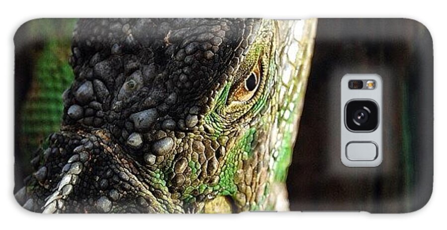 Beautiful Galaxy Case featuring the photograph Green Iguana - Fl ( Rescuing A Green by Joel Lopez