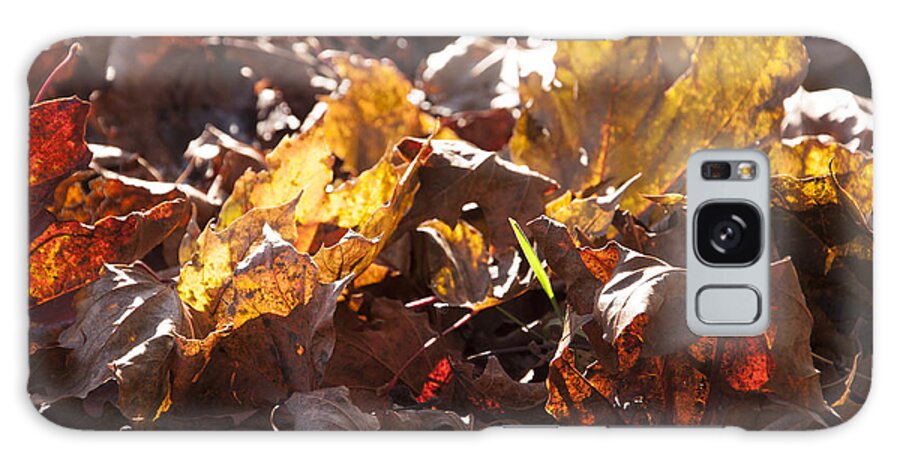 Autumn Galaxy Case featuring the photograph Green Sliver by Ross Powell