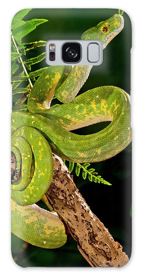 Chondropython Galaxy Case featuring the photograph Green Tree Python (captive by David Northcott