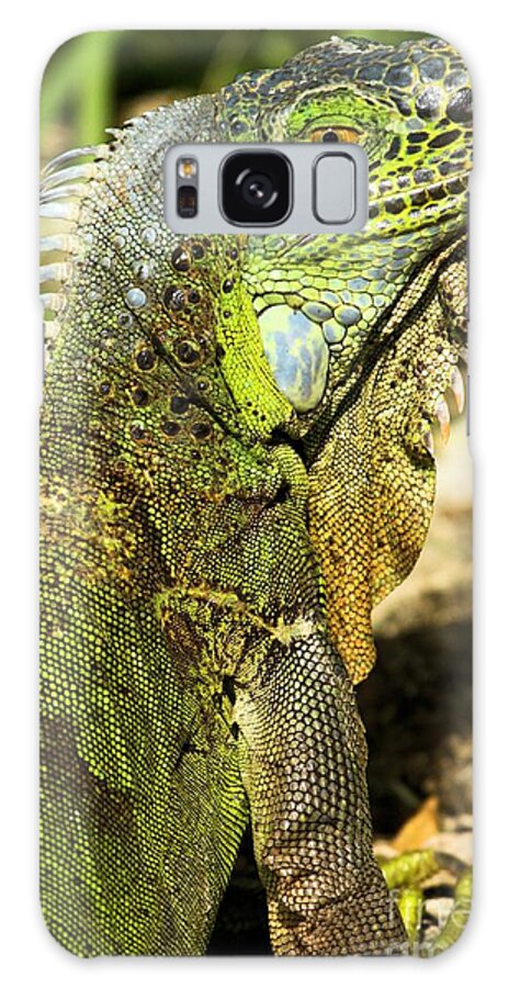 Iguana Galaxy Case featuring the photograph Greenie by Adam Jewell