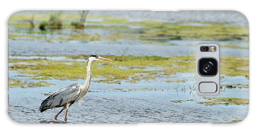 Grass Galaxy Case featuring the photograph Grey Heron Ardea Cinerea Looking For by Sami Sarkis