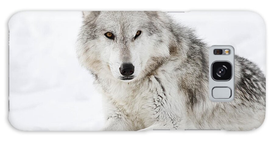 Wolves Galaxy Case featuring the photograph Grey In The Snow by Athena Mckinzie