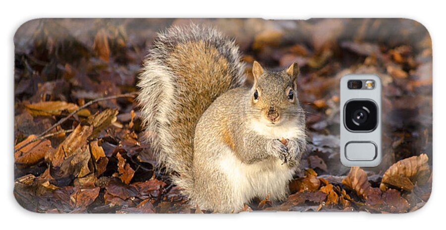 Squirrel Galaxy Case featuring the photograph Grey squirrel by Spikey Mouse Photography
