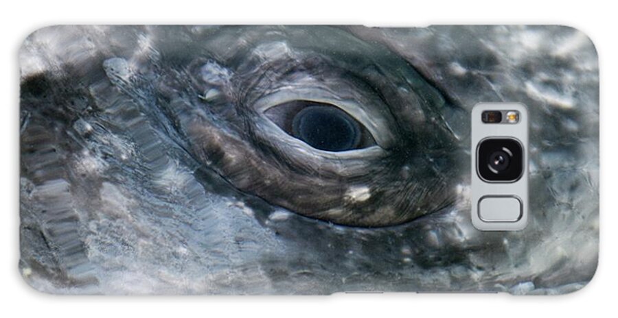 Eschrichtius Robustus Galaxy S8 Case featuring the photograph Grey Whale Eye by Christopher Swann