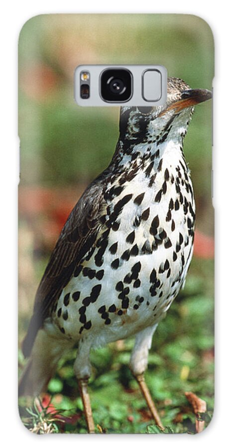 Groundscraper Thrush Galaxy Case featuring the photograph Groundscraper Thrush by Tony Camacho/science Photo Library