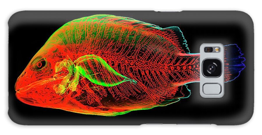 Nobody Galaxy Case featuring the photograph Grouper Anatomy by K H Fung