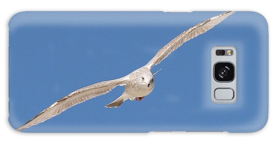 Sea Galaxy S8 Case featuring the photograph Gull in Flight by Christy Pooschke