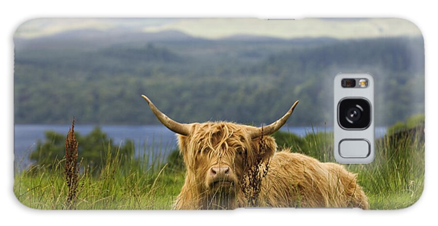 Highland Galaxy Case featuring the photograph Hairy Coo - D002456 by Daniel Dempster