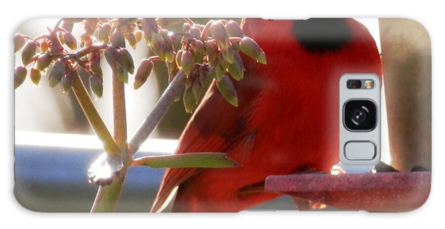 Beautiful Galaxy Case featuring the photograph Handsome Red Male Cardinal Visiting by Belinda Lee