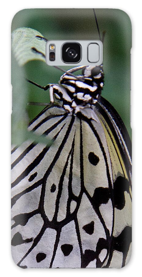 Butterfly Galaxy Case featuring the photograph Hanging On by Natalie Rotman Cote