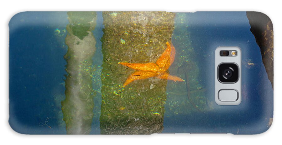 Gig Harbor Galaxy Case featuring the photograph Harbor Star Fish by Tikvah's Hope
