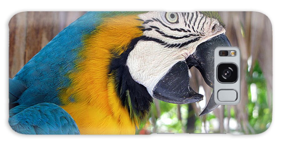 Parrot Galaxy Case featuring the photograph Harvey the Parrot 2 by Bob Slitzan