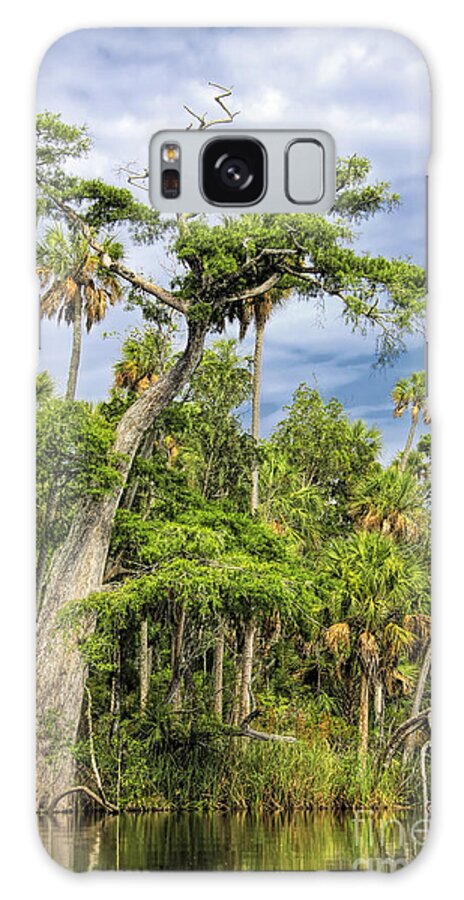 Otter Creek Galaxy Case featuring the photograph Hatrack Cypress by Barbara Bowen