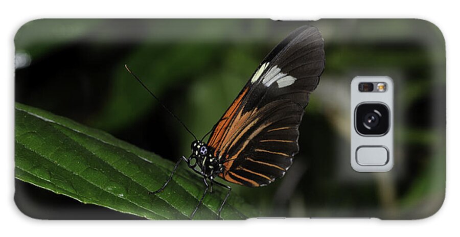 Butterflies Galaxy Case featuring the photograph Heads Up by Donald Brown