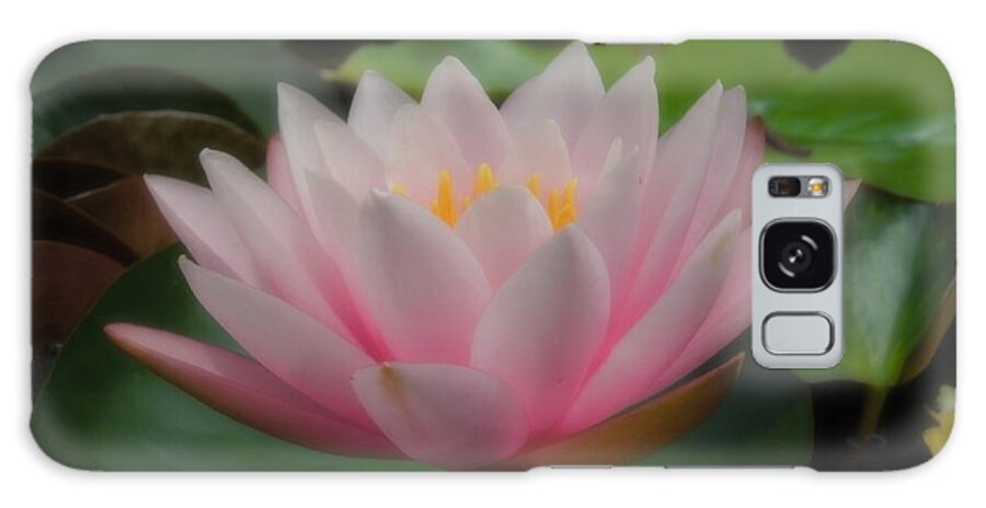 Water Lily Galaxy Case featuring the photograph Heavenly Pink by Chad and Stacey Hall
